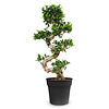 Ficus Bonsai M