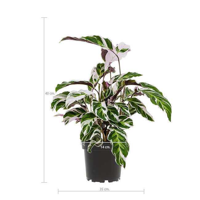 Calathea Fusion White