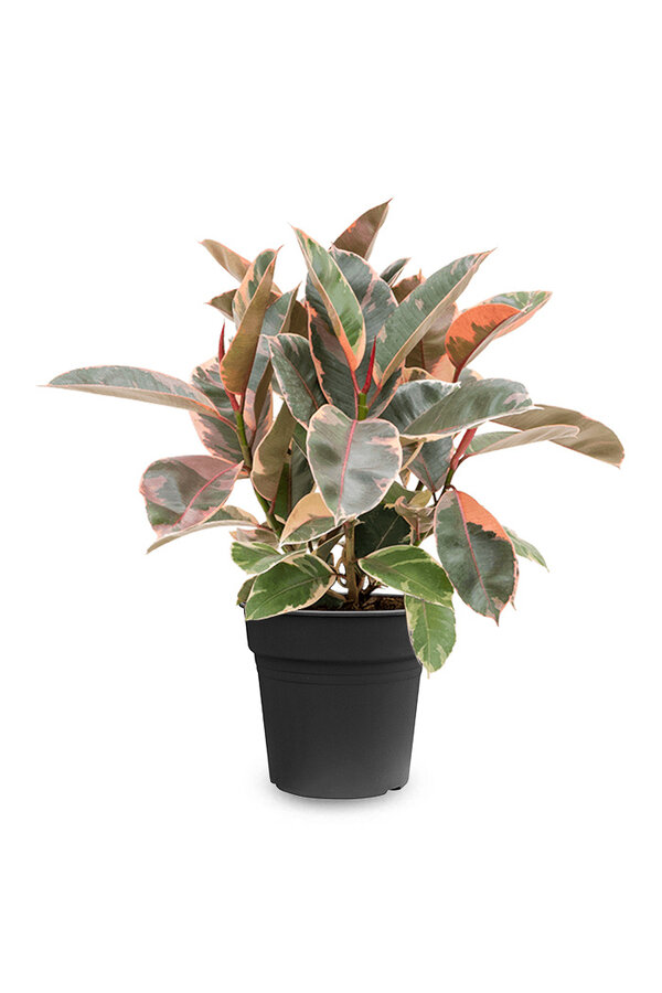 Ficus Elastica Belize