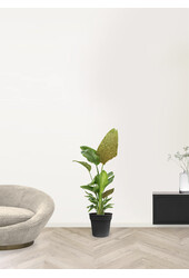 Strelitzia Nicolai Glitter