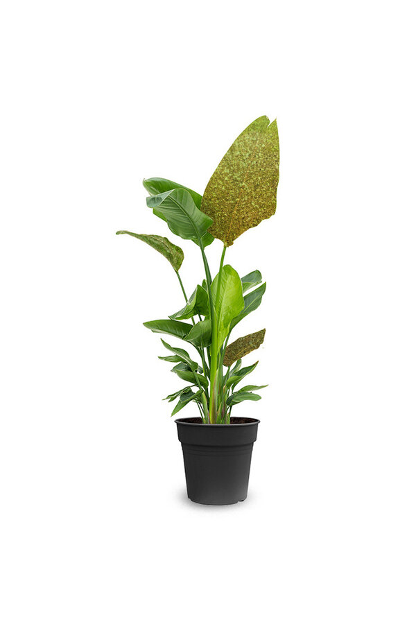 Strelitzia Nicolai Glitter