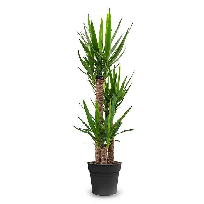 Yucca palm | Direct van de beste kwekers | Binnen 48 uur thuisbezorgd Gratis thuisbezorgd - Fleurdirect