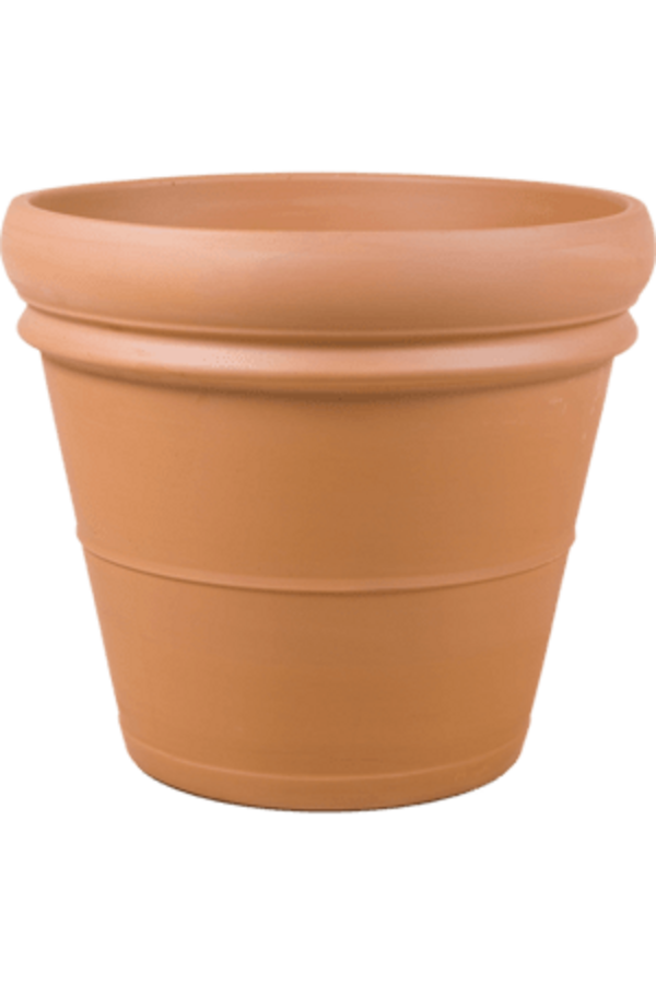 Sinaasappelboom XXXL in Terra Cotta