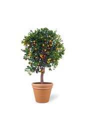 Sinaasappelboom XXXL in Terra Cotta