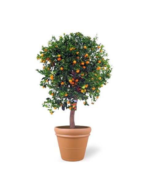 TerraCotta | Citrus Calamondin