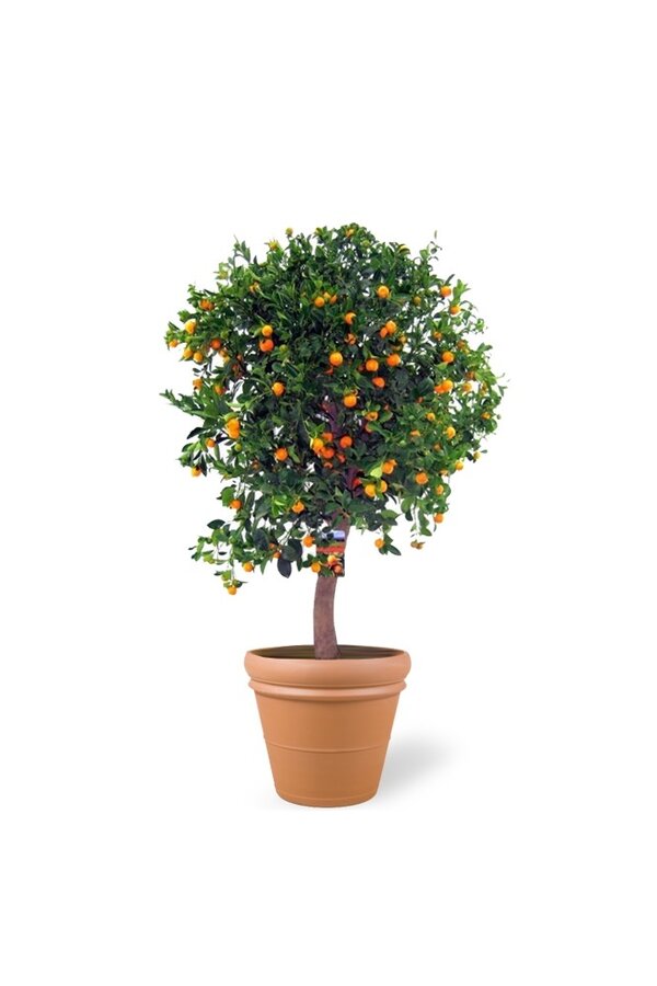 Sinaasappelboom XXXL in Terra Cotta