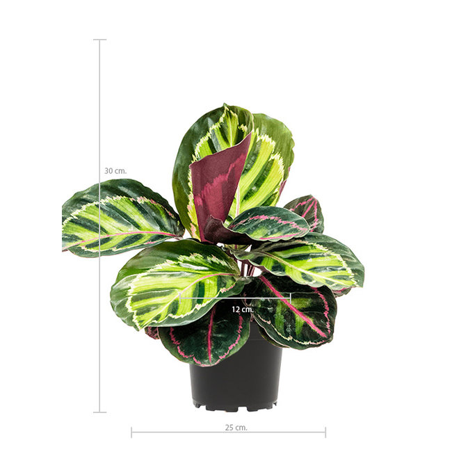 Calathea Rosea picta