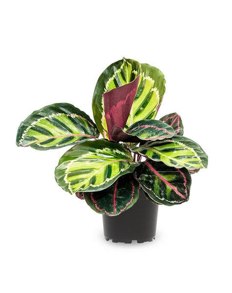 Calathea