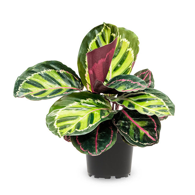 Calathea Rosea picta