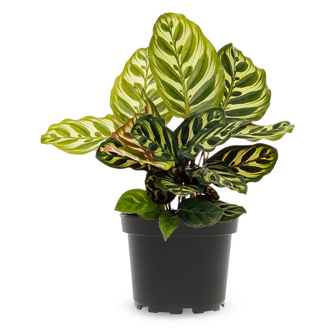 Calathea Makoyana