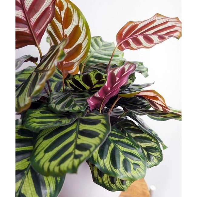 Calathea Makoyana