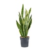 Sansevieria Laurentii S