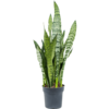 Sansevieria Zeylanica