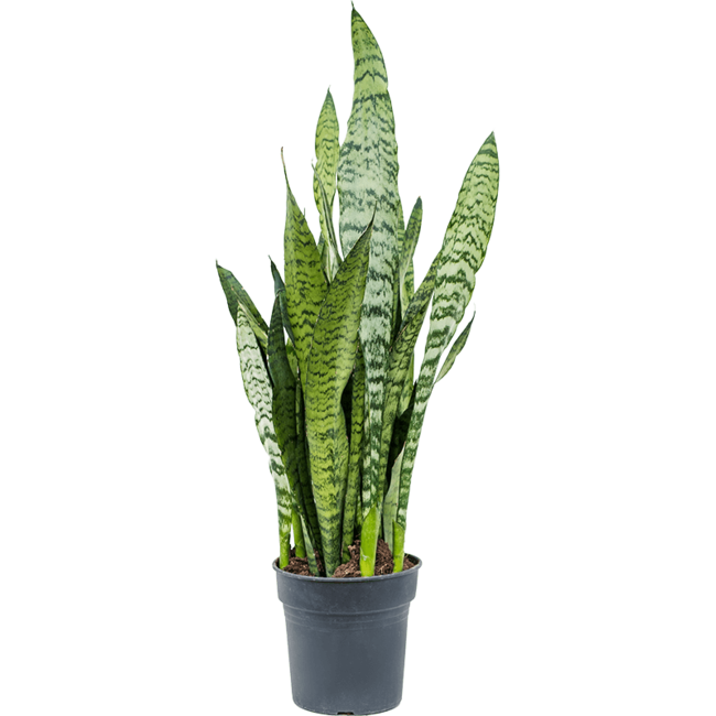 Sansevieria Zeylanica