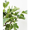 Ficus Carica Vijgenboom  S