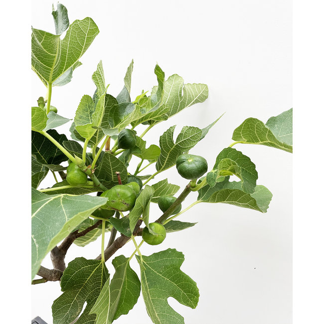 Ficus Carica Vijgenboom  M