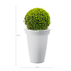 Buxus bol in Rotazionale Swing