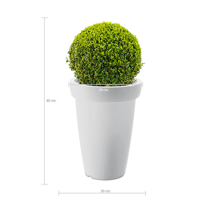 Buxus bol in Rotazionale Swing