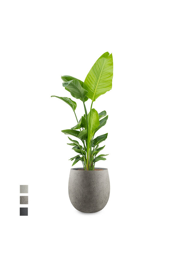 Strelitzia Nicolai in Bloempot Balloon