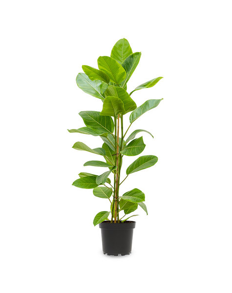 Ficus