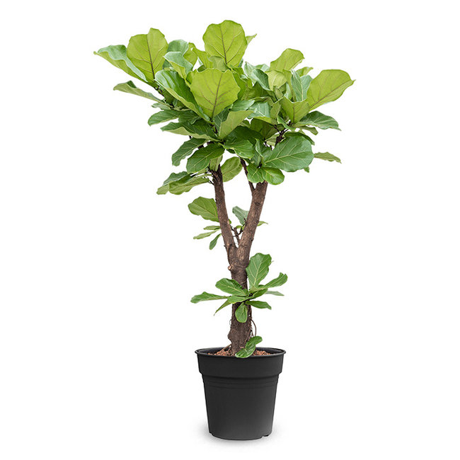 Ficus Lyrata Vertakt XL