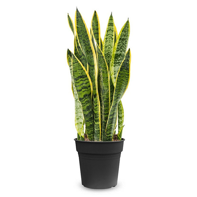 Sansevieria Laurentii L