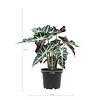 Alocasia Polly