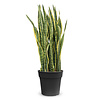 Sansevieria Laurentii