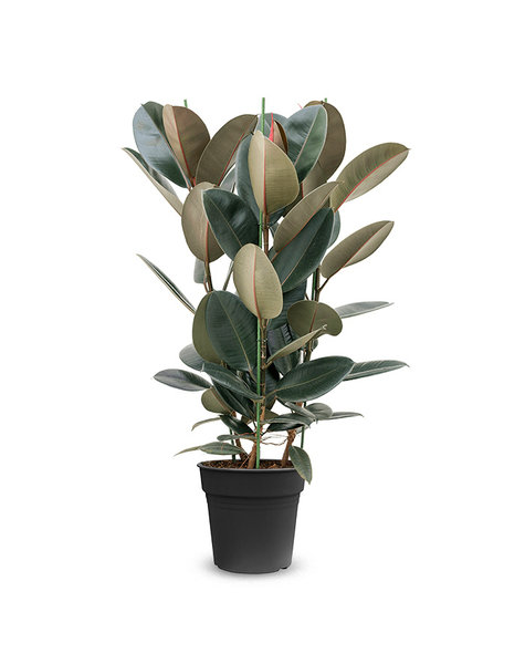 Ficus Abidjan