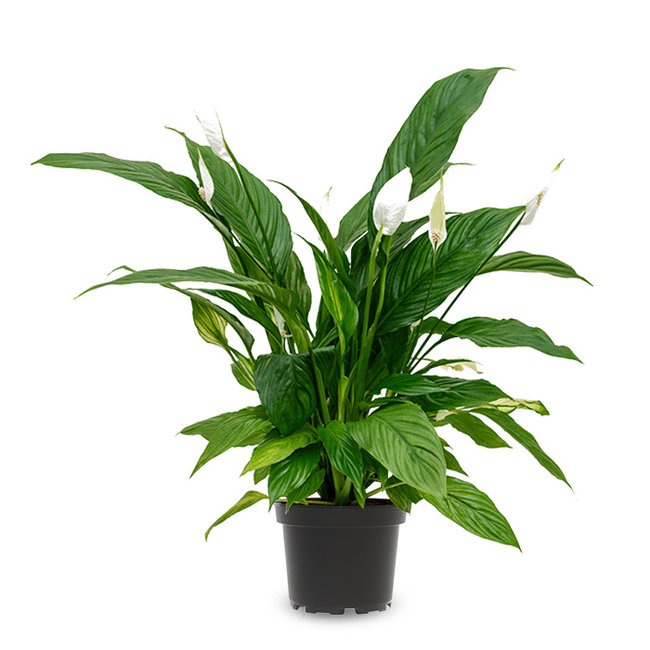 Spathiphyllum Lepelplant S