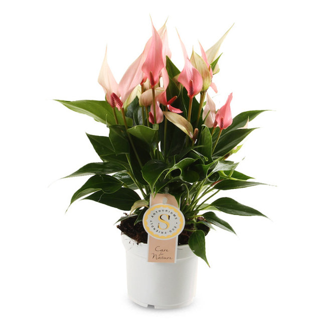 Anthurium Lilli S