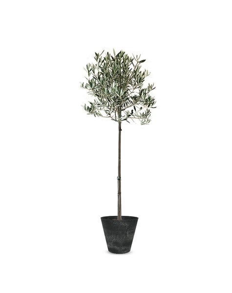 Artstone Artstone | Olea Europaea