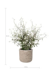 Maori Green Leaf in Charlie Grey Pot