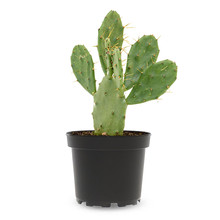 Opuntia