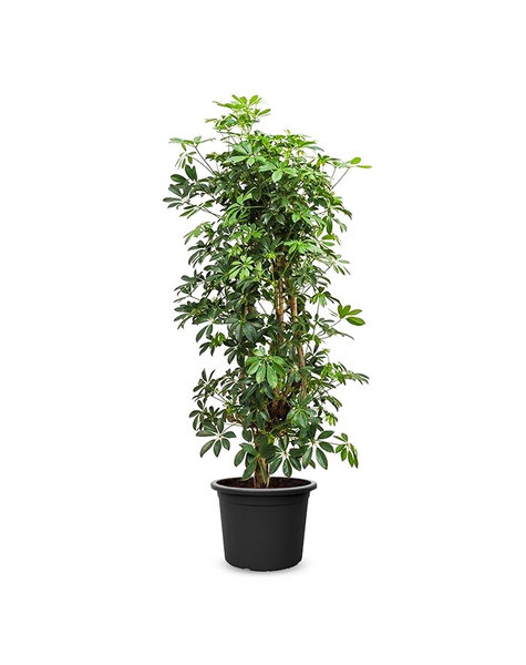 Schefflera