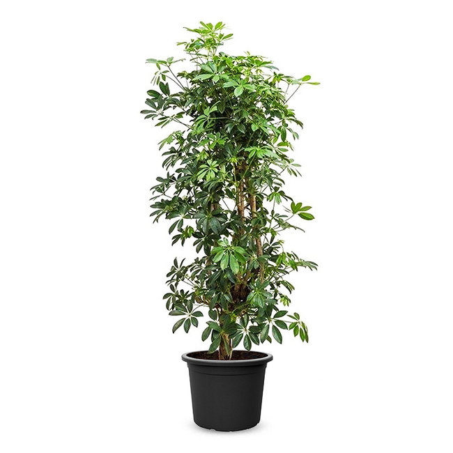 Schefflera Bush