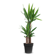 Palmlelie Yucca toef M