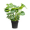 Monstera Gatenplant Bush L