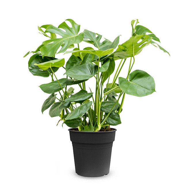 Monstera Gatenplant Bush L