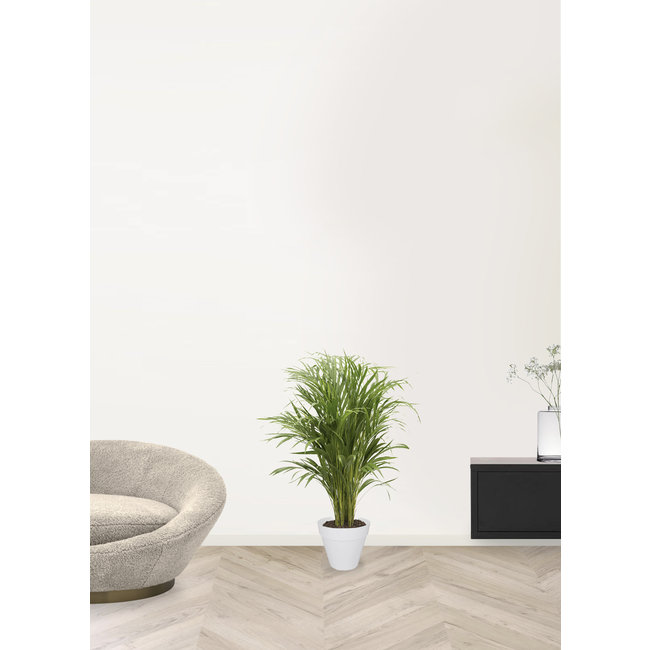 Goudpalm Areca In Urban S