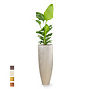 Strelitzia in Messina Champagne pot