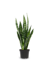 Sansevieria Zeylanica S