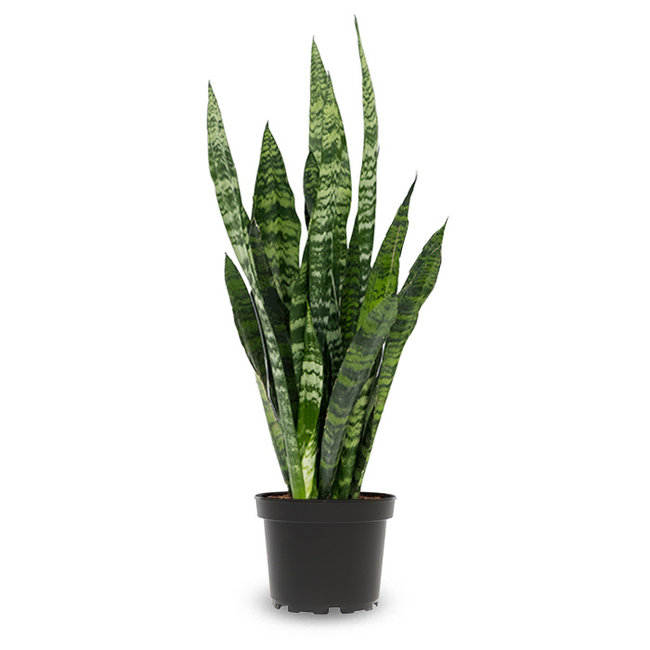 Sansevieria Zeylanica S