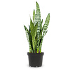 Sansevieria Black Coral