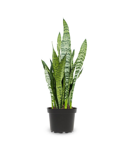 Sansevieria