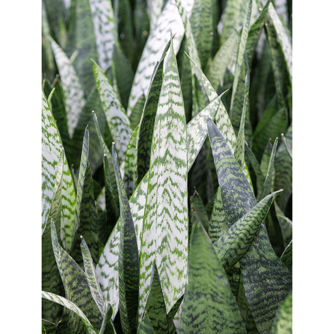 Sansevieria Black Coral