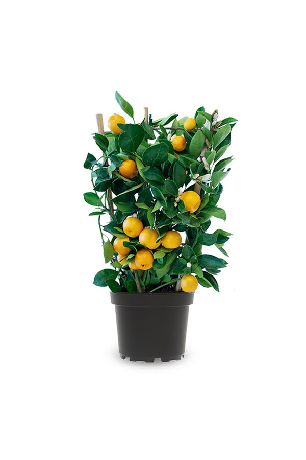 Sinaasappelboom op rek XS
