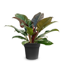 Philodendron