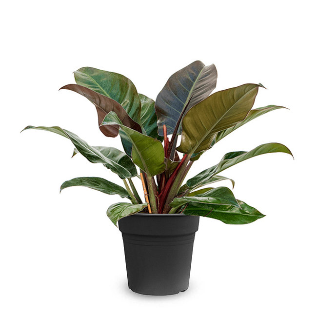 Philodendron Imperial Red S