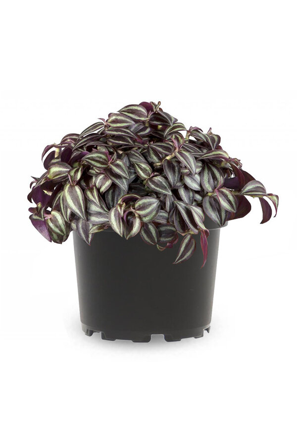 Vaderplant Red